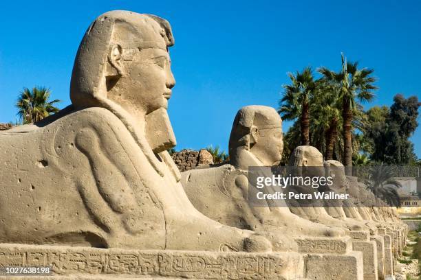 row of sphinxes in front of the temple site of karnak in luxor, egypt - archaeology dig stock pictures, royalty-free photos & images