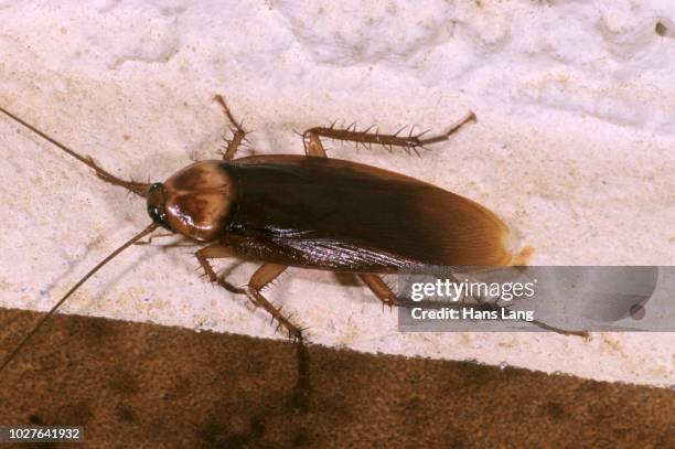 american cockroach (periplaneta americana), in a hotel room on crete island, greece - blatta americana stock pictures, royalty-free photos & images