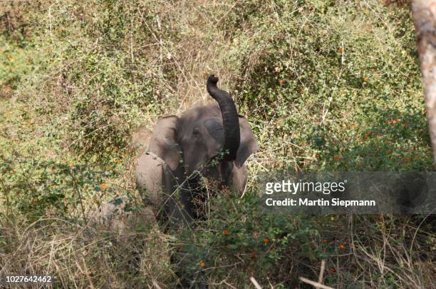 asiantic or indian elephant (elephas maximus) in the bush, rajiv gandhi national park, nagarhole national park, karnataka, south india, india, south asia - slyskog bildbanksfoton och bilder