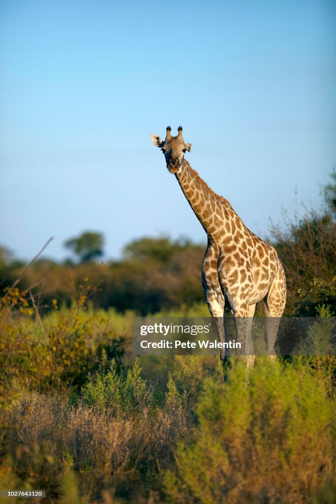 Angolan Giraffe or Smoky Giraffe (Giraffa camelopardalis angolensis), Okavango Delta, Botswana