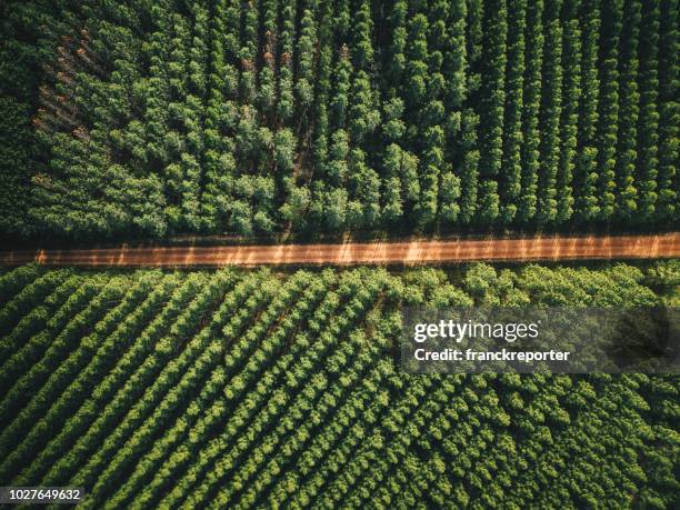 tuan state forest park in queensland - four wheel drive australia stock pictures, royalty-free photos & images