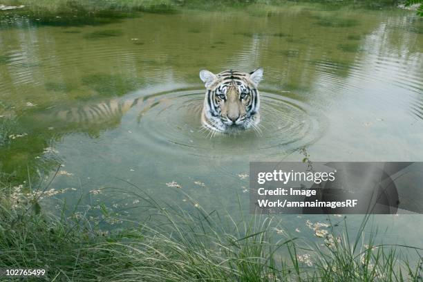the bengal tiger of the wildness which bathes itself - nepal tiger stock illustrations