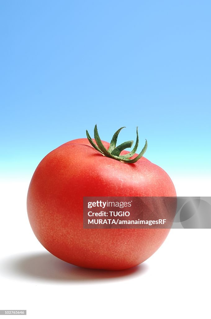 Single tomato against blue background