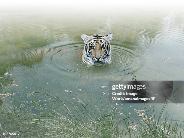 the bengal tiger of the wildness which bathes itself - nepal stock-grafiken, -clipart, -cartoons und -symbole