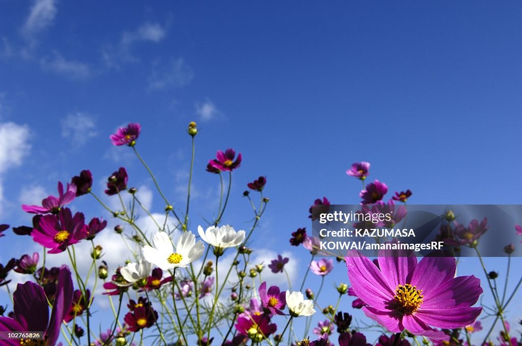 Pink and white cosmos flowers under a blue sky