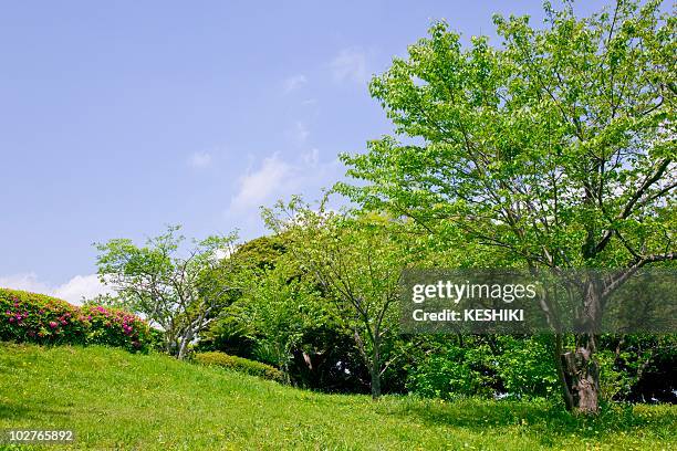 osaki park in springtime, zushi, kanagawa prefecture, japan - zushi kanagawa bildbanksfoton och bilder