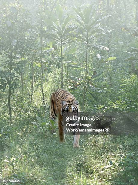 a wild bengal tiger - nepal tiger stock pictures, royalty-free photos & images