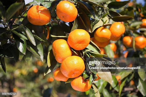 mandarin tree in odawara, kanagawa prefecture, japan - plusphoto stock pictures, royalty-free photos & images