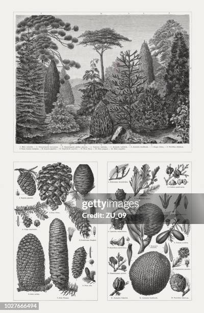 conifers (pinophyta), wood engravings, published in 1897 - cedar tree stock illustrations