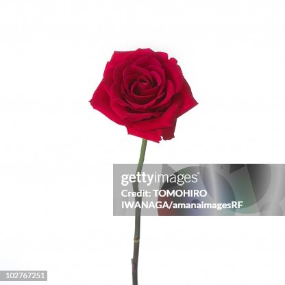 A Single Red Rose High-Res Stock Photo - Getty Images