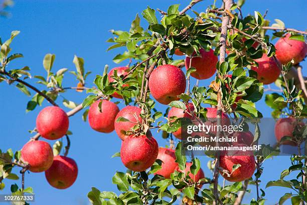 red apple trees in an orchard. hirosaki, aomori prefecture, japan - aomori - fotografias e filmes do acervo