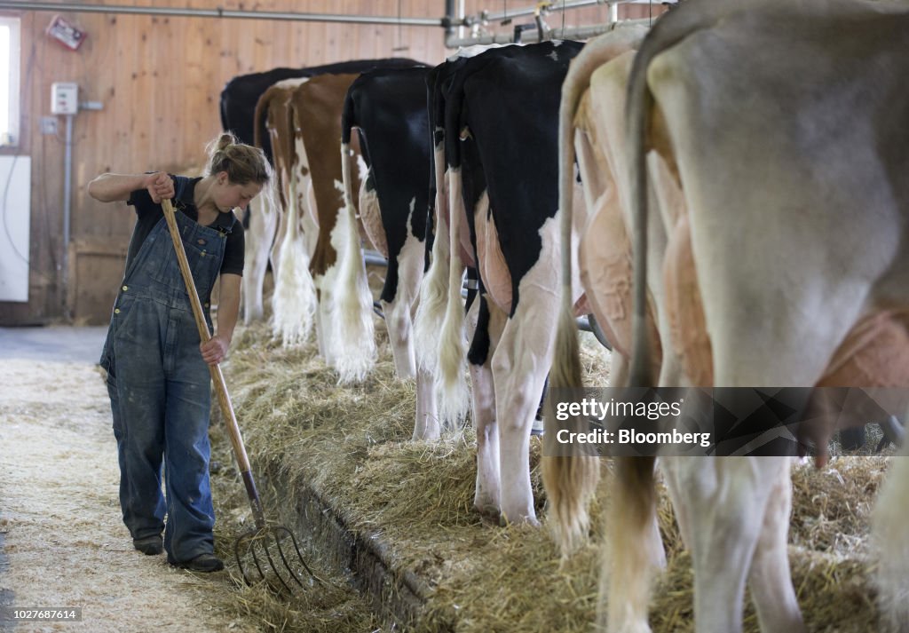 Canada's Dairy Farmers Could Be Trudeau's Nafta Bargaining Chip