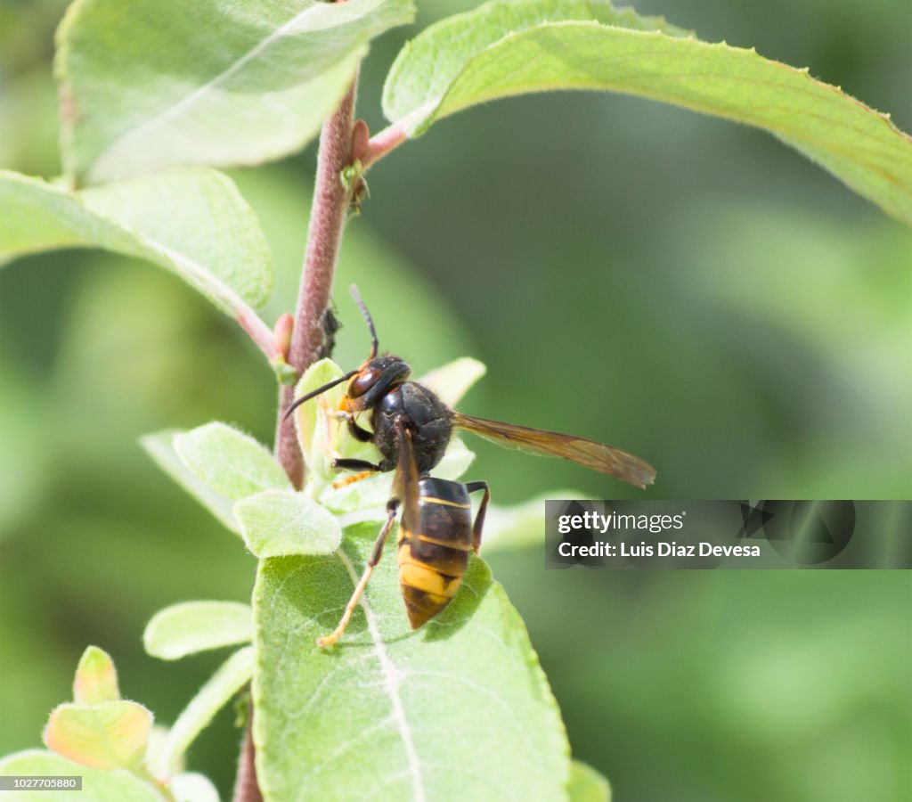 Vespula velutina nigrotorax,  Asian hornet