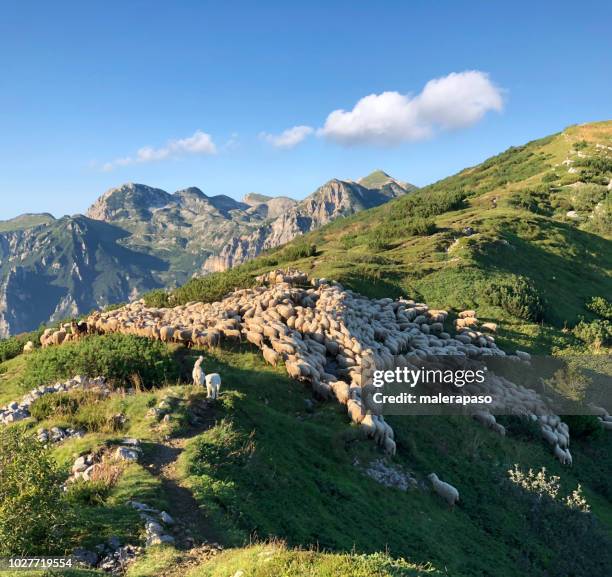 schafherde auf die berge - mutterschaf stock-fotos und bilder