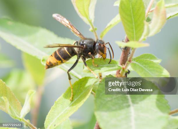 vespula velutina nigrotorax,  asian hornet - asian hornet stock-fotos und bilder