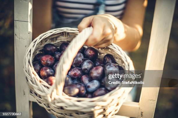 lycklig i min plommon orchard - plum bildbanksfoton och bilder