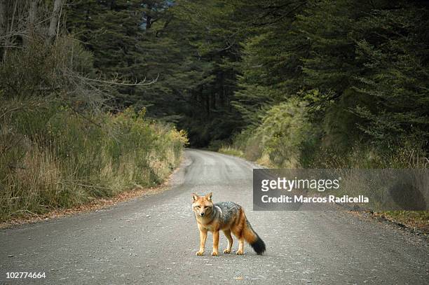 patagonic fox - radicella fotografías e imágenes de stock