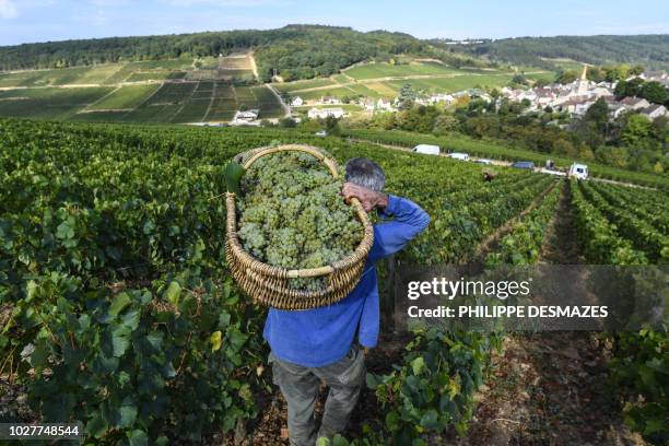 Worker carries a wicker basket full of grapes during the harvest at the Corton-Charlemagne vineyard, in Pernand-Vergelesses, Bourgogne region...