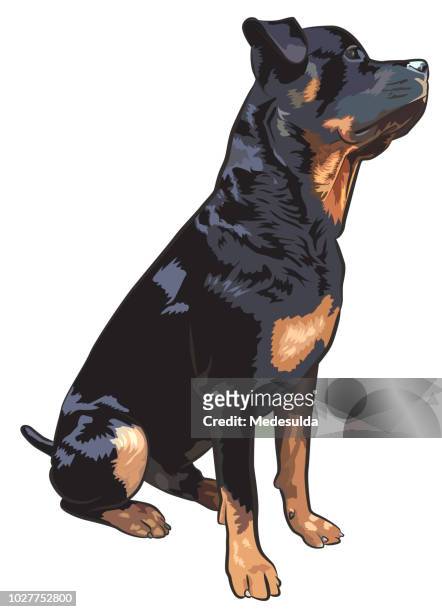 ilustrações de stock, clip art, desenhos animados e ícones de dog rottweiler vector sign symbol - rottweiler