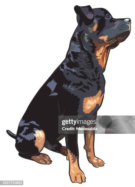 dog rottweiler vector sign symbol - mean dog stock illustrations