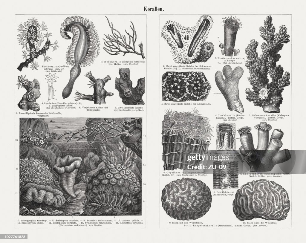 Corals, wood engravings, published in 1897
