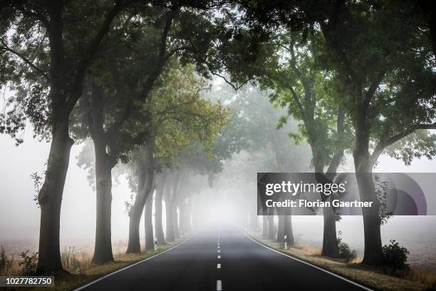 An avenue is pictured during fog on September 06, 2018 in Muencheberg, Germany.