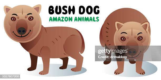 bush dog (speothos venaticus) - amazon river stock illustrations