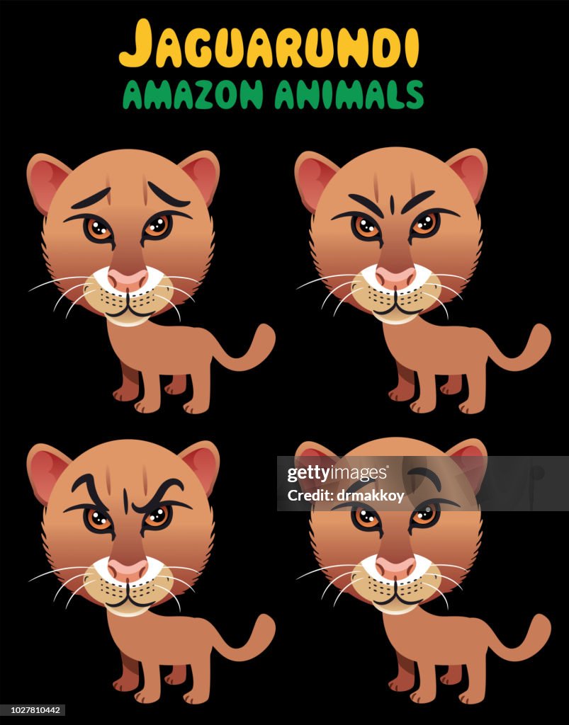 Jaguarundi (herpailurus yagouaroundi)