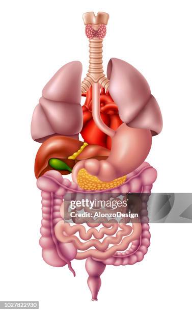 ilustraciones, imágenes clip art, dibujos animados e iconos de stock de los órganos internos - digestive system