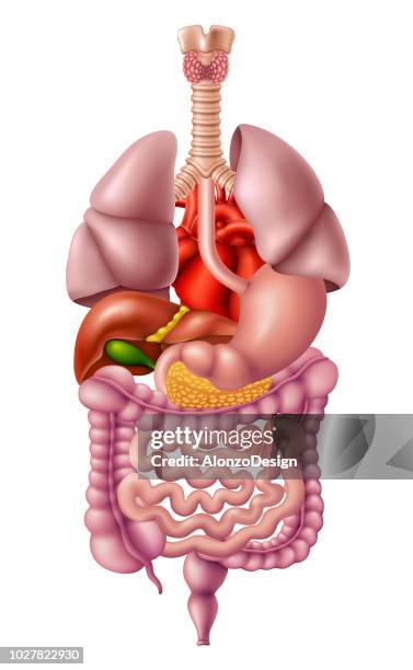 人體內部器官 - heart internal organ 幅插畫檔、美工圖案、卡通及圖標