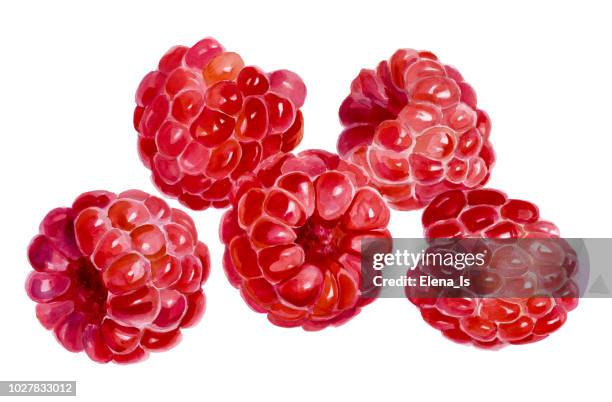 stockillustraties, clipart, cartoons en iconen met vijf frambozen op een witte achtergrond. aquarel schilderij - framboos