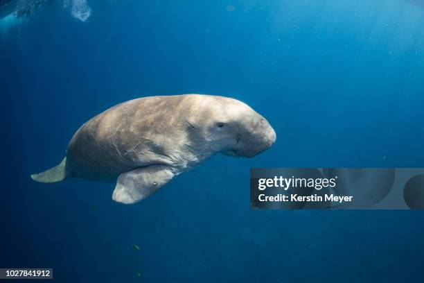 dugong - ジュゴン ストックフォトと画像