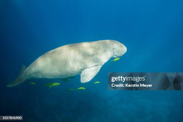 dugong in company by yellow fishes - dugong stock pictures, royalty-free photos & images