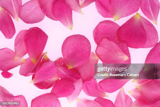 scattered fragrant pink petals, rosa gertrude jekyll. - rose petal stock pictures, royalty-free photos & images