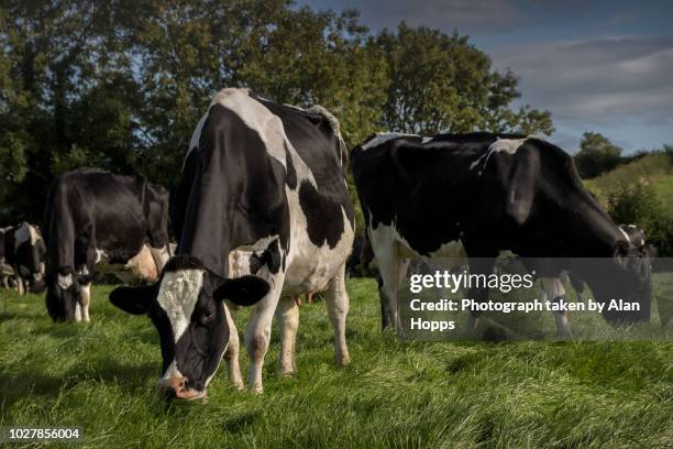 lush green grass - dairy pasture stock pictures, royalty-free photos & images