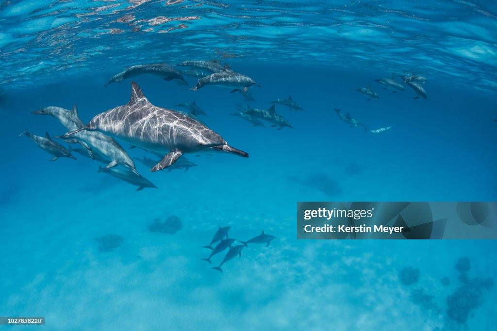 Spinner dolphins