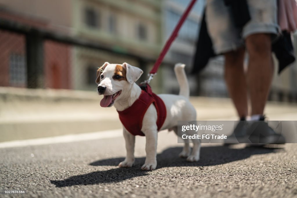 Perro caminando en la ciudad