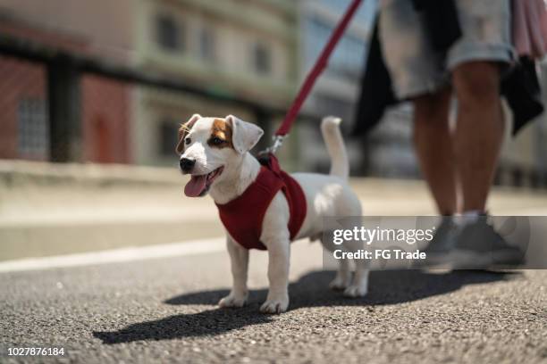 街を歩いて犬 - 犬の綱 ストックフォトと画像