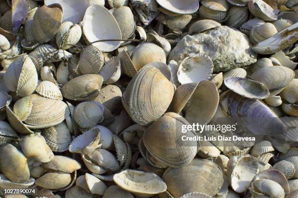 Clam Outside Shell 414 Clam Farming Stock Photos, High-Res Pictures, and Images - Getty Images