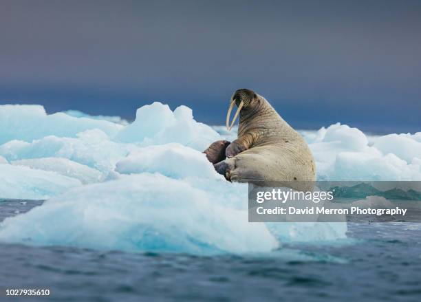 walrus mother and calf - morsa fotografías e imágenes de stock