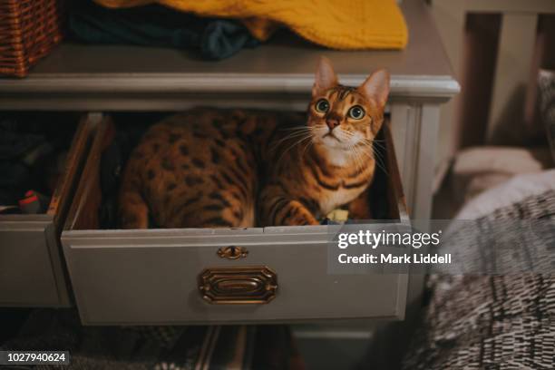 bengal cat sitting in an open drawer - bengal cat stock pictures, royalty-free photos & images