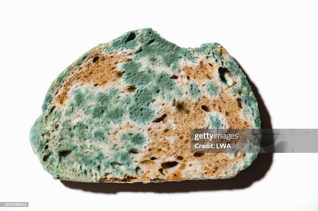 Molded Rye Closeup Of Slice Of Moldy Rye Bread On White Backgroundd Photo - Getty ...