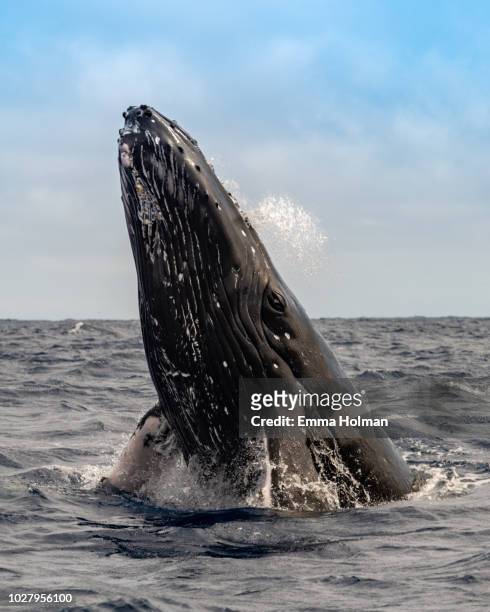 humpback whale breaching - breaching stock-fotos und bilder