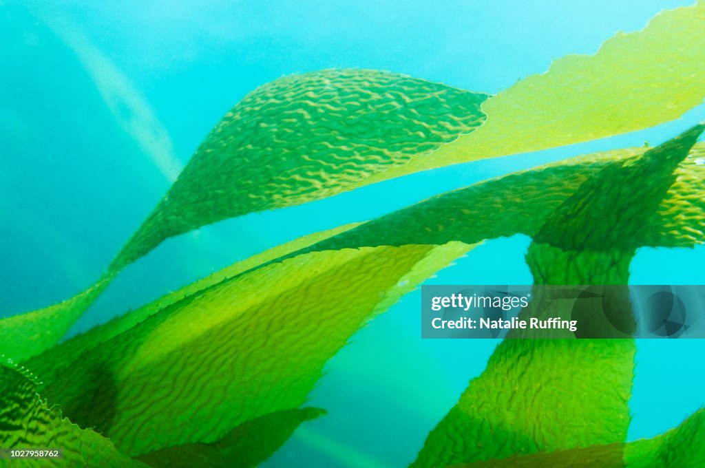 Giant Kelp (Macrocystis pyrifera) fronds / leaves in blue ocean
