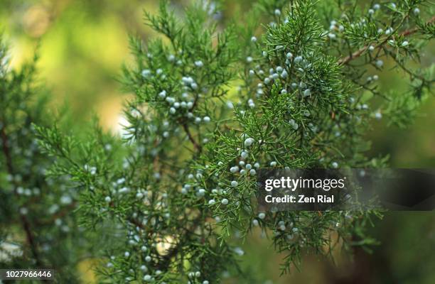 berries on a juniper tree in south florida - wacholderbeeren stock-fotos und bilder