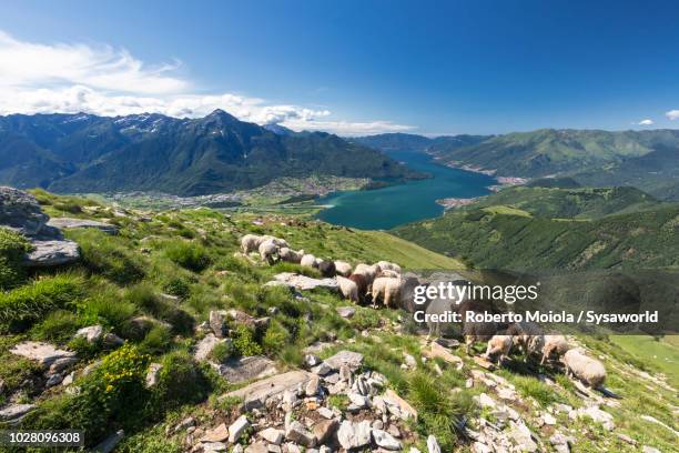 sheep grazing around lake como - sheep farm stock pictures, royalty-free photos & images