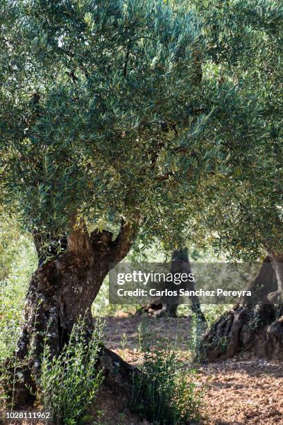 olive trees - olive tree foto e immagini stock