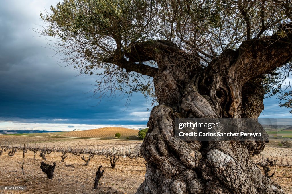Vineyards in Spain