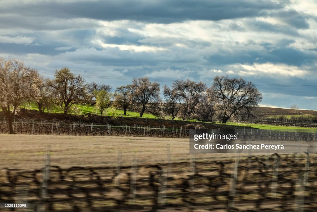 Vineyards in Spain