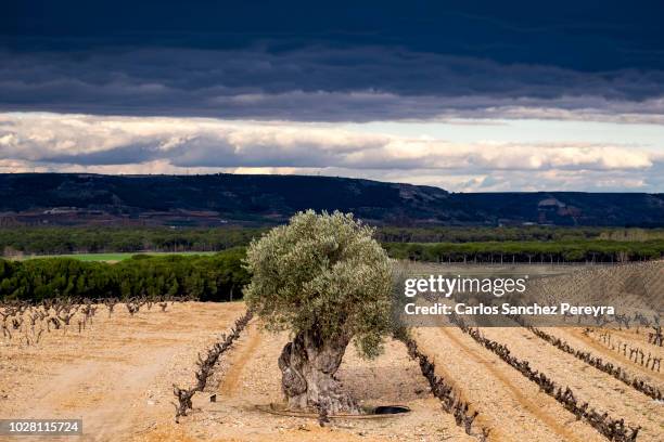 vineyards in spain - valladolid spanish province stock pictures, royalty-free photos & images